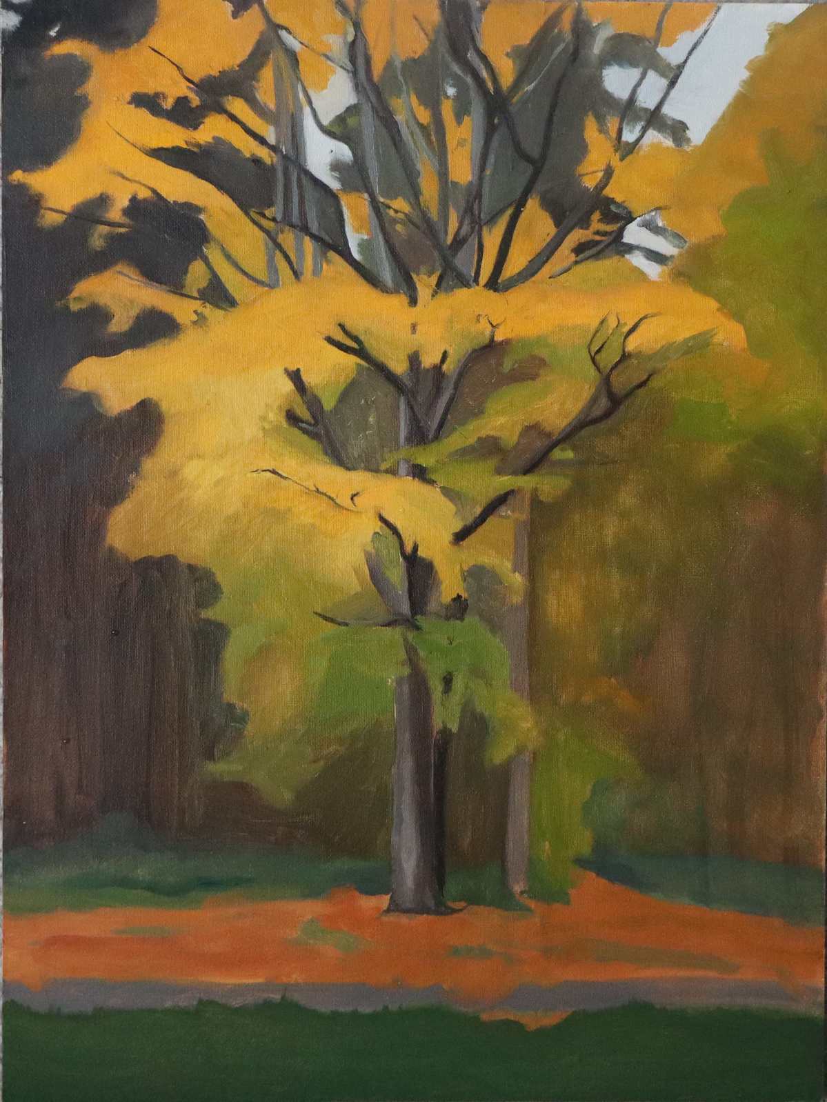 Beech_in_Autumn_Losing_its_Leaves