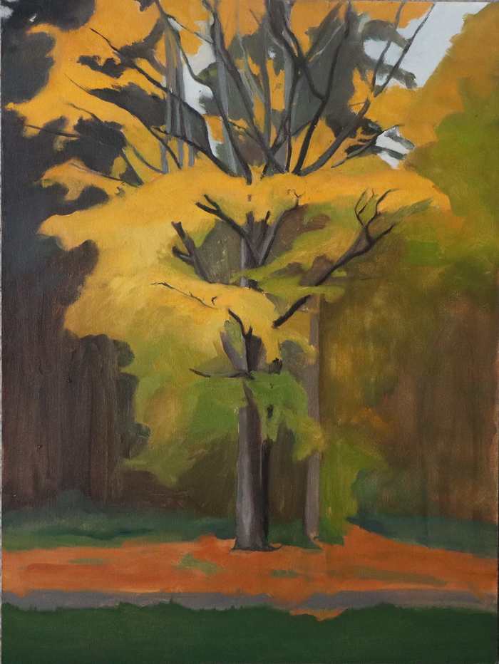 Beech_in_Autumn_Losing_its_Leaves