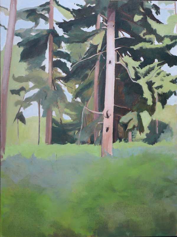 Douglas_Fir_in_Full_Sun