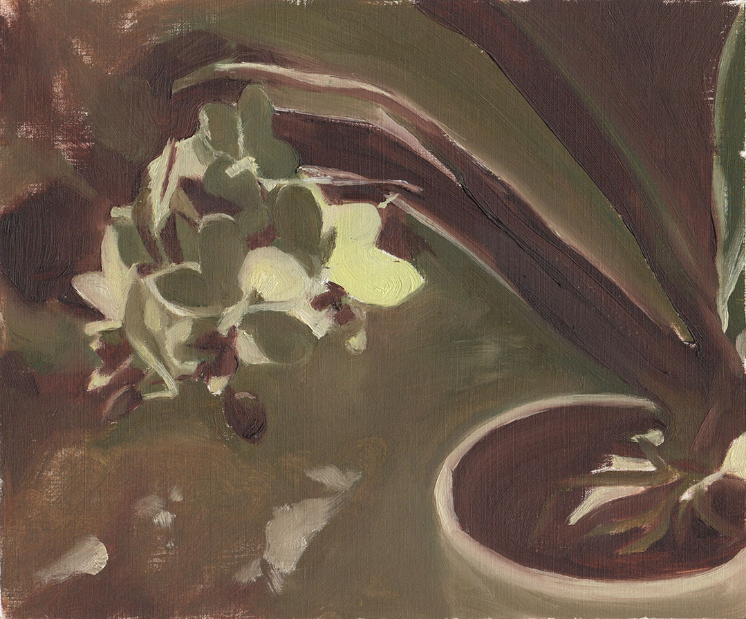 Orchid_Light_Study