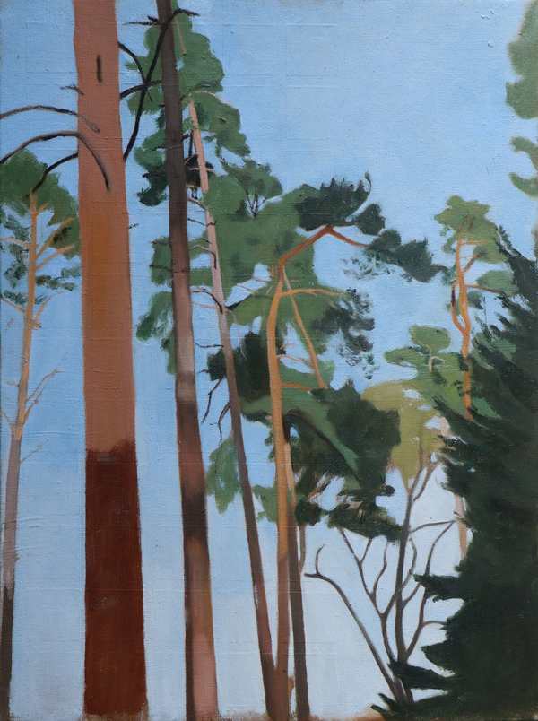 Scots_Pine_Staccato